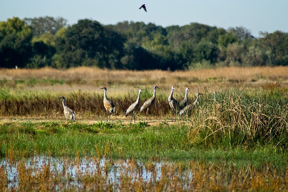 birds in a marsh