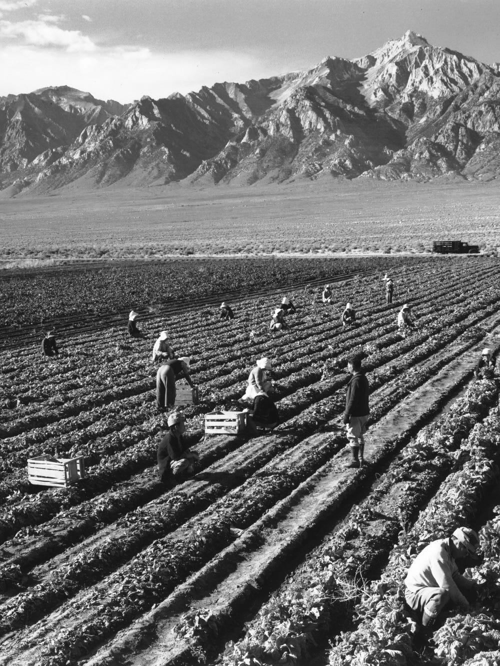 People in a potato field at the Manzanar Relocation Center
