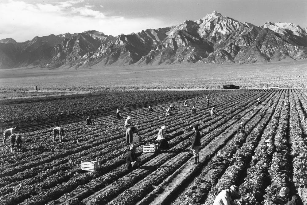 People in a potato field at the Manzanar Relocation Center