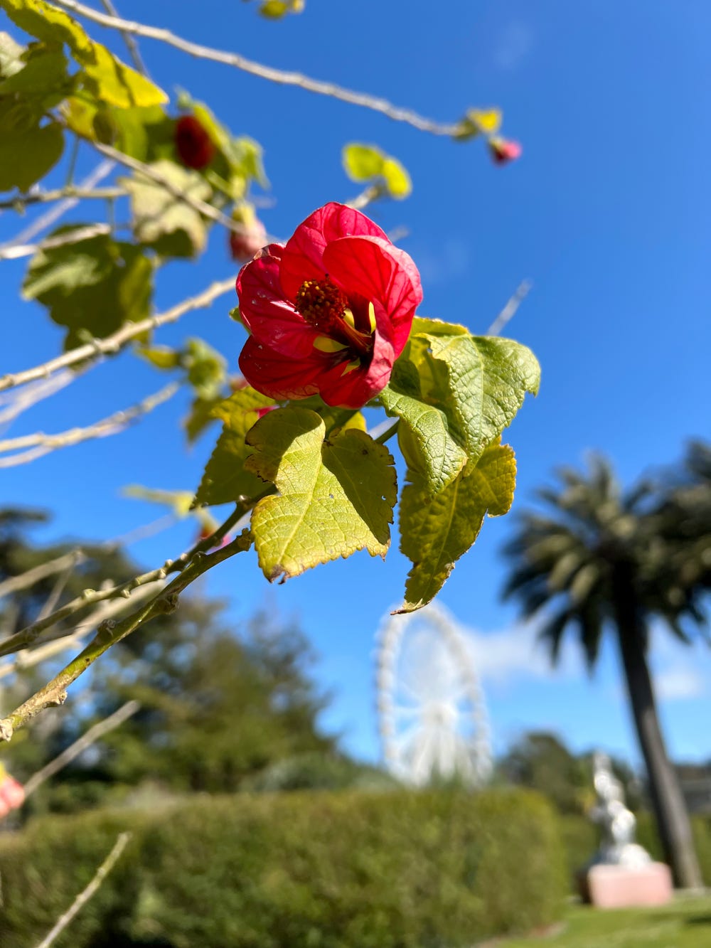 Pink flower against a brilliant blue sky in the Garden of Enchantment at the de Young museum