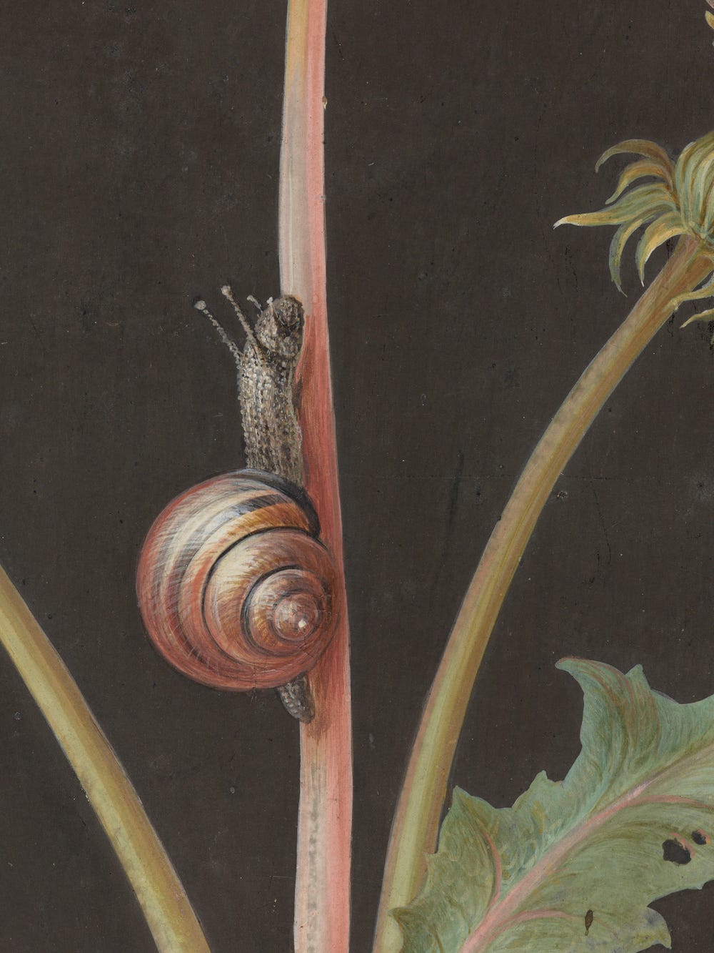snail on a stem