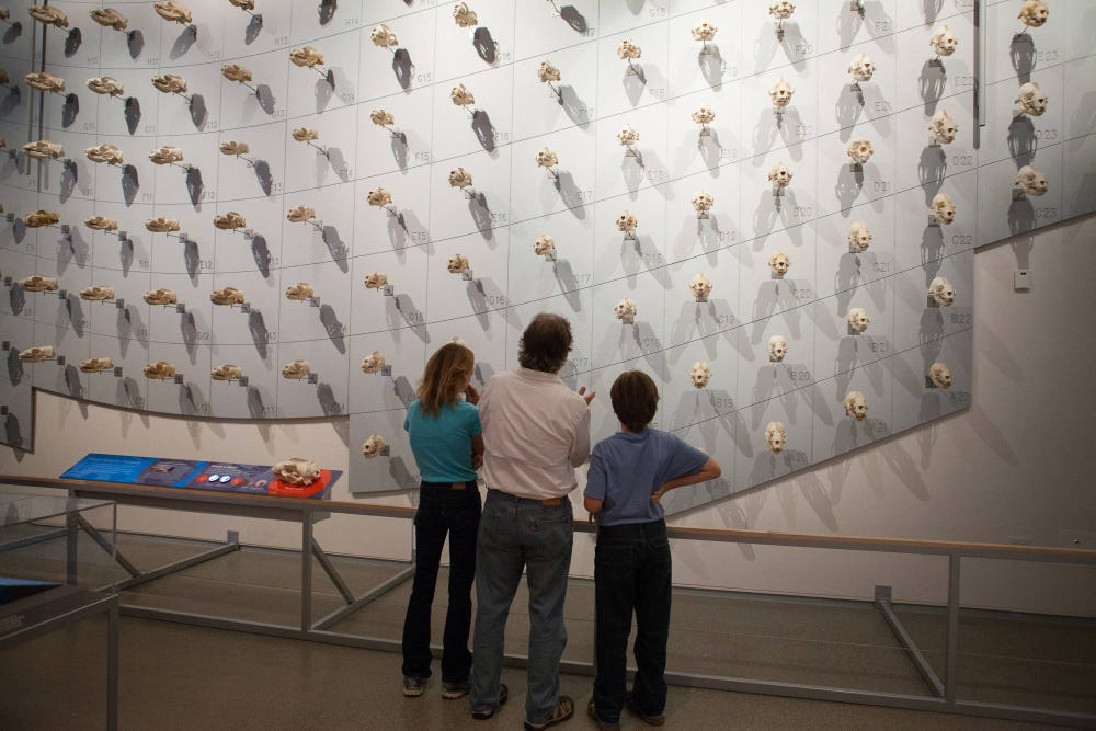 People looking at a wall covered in indexed skulls