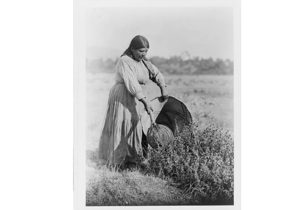 Pomo woman collecting edible seeds by striking the plant with the seedbeater in her right hand and knocking the ripe seeds into the carrying basket held by its rim in her left hand