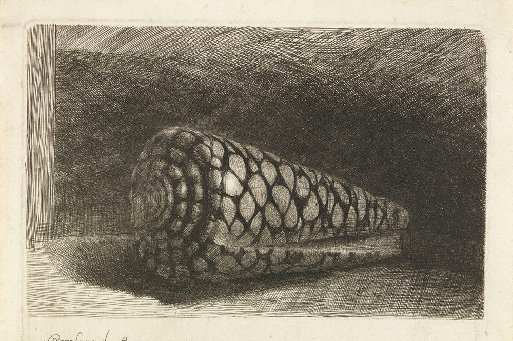 Black and white drawing of seashell.