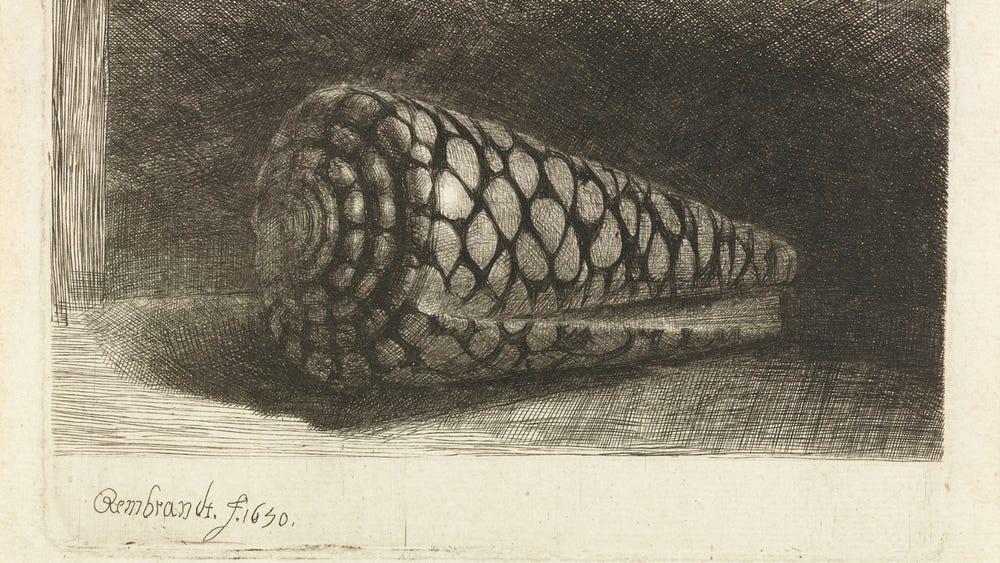 Black and white drawing of seashell.