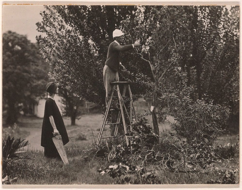 O'Keeffe and Davidson pruning in orchard