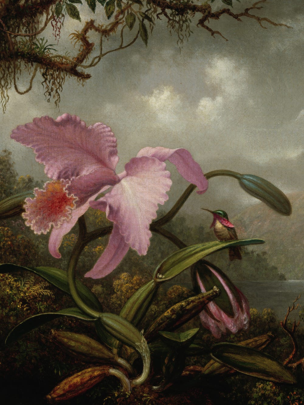 orchid and hummingbird in nature